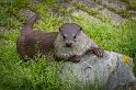 16 Natuurpark Lelystad, europese otter